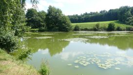 Wemdinger Forst und Seen entdecken